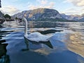 Nice swan in Hallstat Royalty Free Stock Photo