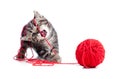 Nice tabby kitten playing red clew or ball Royalty Free Stock Photo