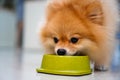 Nice taste. Close up of beautiful dog eating from the bowl, Puppy eating dogs food, Pets at home. Royalty Free Stock Photo