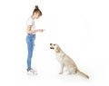 Nice teen woman and her beautiful Golden Retriever dog over white background Royalty Free Stock Photo