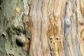 Nice texture of American Sycamore Tree Platanus occidentalis, Plane-tree bark. Natural green, yellow, gray and brown