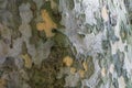 Nice texture of American Sycamore Tree Platanus occidentalis, Plane-tree bark in Sochi. Natural green, yellow, gray and brown