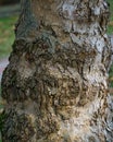 Nice texture of American Sycamore Tree Platanus occidentalis, Plane-tree bark. Natural gray and brown spotted platanus tree