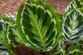 Nice texture green leaf after rain