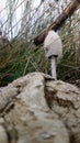 nice textured white solitary mushroom with grass