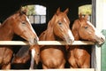Nice thoroughbred fillies standing at the stable door Royalty Free Stock Photo