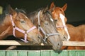 Nice thoroughbred foals in the stable door Royalty Free Stock Photo
