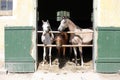 Nice thoroughbred foals standing in the stable door summertime Royalty Free Stock Photo