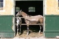 Nice thoroughbred foals standing in the stable door summertime Royalty Free Stock Photo