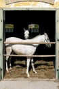 Nice thoroughbred foals standing in the stable door summertime Royalty Free Stock Photo