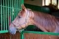 Nice thoroughbred young chestnut racehorse standing at the stable Royalty Free Stock Photo