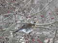 Beautiful thrush bird on tree branch, Lithuania Royalty Free Stock Photo