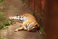 Tiger is dozing in the cage. Summer sunny day