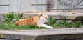 Nice tiger Panthera tigris resting on bushes