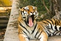 Nice tiger yawning on cement at sunset