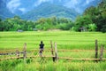 Nice time at bamboo bridge across paddy field