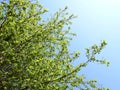 Nice tree branches in spring, Lithuania Royalty Free Stock Photo