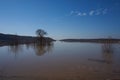 A nice tree in a flooded Neajlov river area.