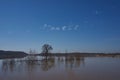 A nice tree in a flooded Neajlov river area.