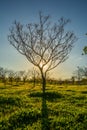 A nice tree in front of the sun Royalty Free Stock Photo