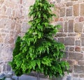 Nice tree with green leaves and leafy. Brick wall.