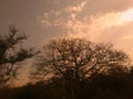 A sunset behind the tree., Royalty Free Stock Photo