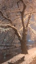 Nice tree near the river at night, illuminated with the light Royalty Free Stock Photo