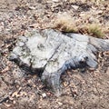 Nice Tree Ring Texture and Pattern in Stump