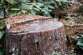 A Nice Tree Stump In The Woods Royalty Free Stock Photo