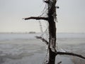 Beautiful tree branch in ice frost, Lithuania Royalty Free Stock Photo