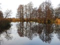 Beautiful trees near river, Lithuania Royalty Free Stock Photo