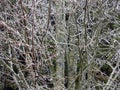 Beautiful trees in ice frost, Lithuania Royalty Free Stock Photo