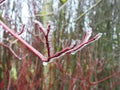 Beautiful trees in ice frost, Lithuania Royalty Free Stock Photo