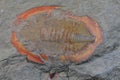 nice trilobite fossil