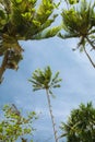 Nice tropic palms on blue sky back