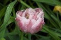 Nice tulip