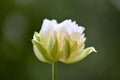 Nice tulip flower