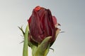 Nice tulip