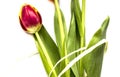 Nice tulip on white background