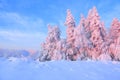 Nice twisted trees covered with thick snow layer enlighten rose colored sunset in beautiful winter day.