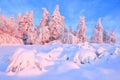 Nice twisted trees covered with thick snow layer enlighten rose colored sunset in beautiful winter day. Royalty Free Stock Photo