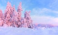 Nice twisted trees covered with thick snow layer enlighten rose colored sunset in beautiful winter day. Royalty Free Stock Photo