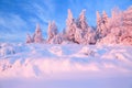 Nice twisted trees covered with thick snow layer enlighten rose colored sunset in beautiful winter day. Royalty Free Stock Photo