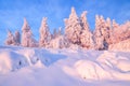 Nice twisted trees covered with thick snow layer enlighten rose colored sunset in beautiful winter day. Royalty Free Stock Photo