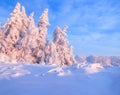 Nice twisted trees covered with thick snow layer enlighten rose colored sunset in beautiful winter day. Royalty Free Stock Photo