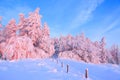 Nice twisted trees covered with thick snow layer enlighten rose colored sunset in beautiful winter day. Royalty Free Stock Photo