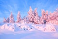 Nice twisted trees covered with thick snow layer enlighten rose colored sunset in beautiful winter day.