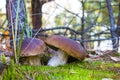 Nice two mushrooms in moss wood