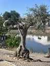 Fishing pond in La Coronada, Badajoz - Spain Royalty Free Stock Photo