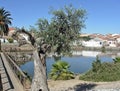 Fishing pond in La Coronada, Badajoz - Spain Royalty Free Stock Photo